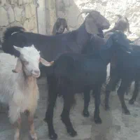 بز جوان