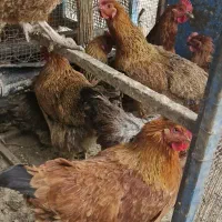 مرغ جوان تخم گذار|حیوانات مزرعه|کنگاور, |دیوار