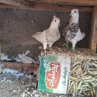 طوقی.زاغ ابادانی