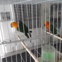 طوطی‌خورشیدی