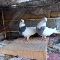 طوقی همه رنگ خاص|پرنده|شهرکرد, |دیوار