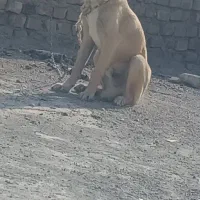 جفت توله سرابی|سگ|زابل, |دیوار