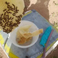 عسل طبیعی