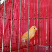 قناری نر|پرنده|خوی, |دیوار