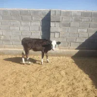 گوساله ماده