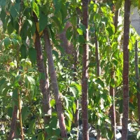 انواع درخت ۳و۴ساله ریشه پر زیر قیمت