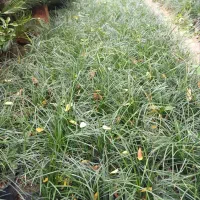 چمن یال اسبی