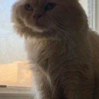 گربه نر پرشین هیمالیا (فروشی)|گربه|تبریز, |دیوار