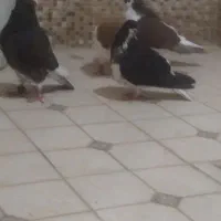 کفتر شهری|پرنده|شیراز, شهرک گلها|دیوار