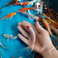 پک ۲۵ عددی ماهی کوی|ماهی|خمینی‌شهر, |دیوار