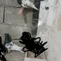 جفت کله سیاه کاکلی