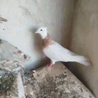 دوتا کبوتر|پرنده|بستان آباد, |دیوار