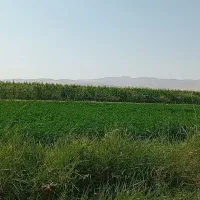 فروش زمین کشاورزی درمتراژ مختلف