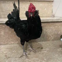 خروس گلین