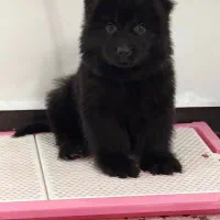 ژرمن بلک شولاین و ورک لانگ کینگ|سگ|تهران, صادقیه|دیوار