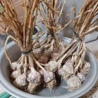 سیر محلی خورموج