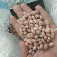لوبیا چیتی خمین
