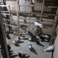 کبوتر|پرنده|تهران, جیحون|دیوار