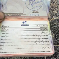 سگ پیکینیز شیتزو|سگ|چناران, |دیوار