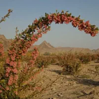 زرشک تازه|خوردنی و آشامیدنی|تهران, درکه|دیوار