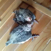 عروی هلندی|پرنده|مشکیندشت, |دیوار