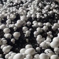 کود کمپوست قارچ بهترین برا کشاورزان و باغداران