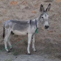 الاغ گوسفندی