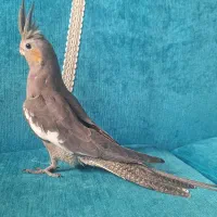 عروس هلندی نر بالغ سخنگو و سه عدد جوجه تازه دونخور|پرنده|کرج, المهدی|دیوار