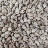 لوبیا چیتی ارگانیک درجه 1میانه