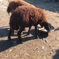 دو عدد گوسفند ماده