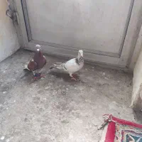 کبوتر پلاکی|پرنده|بندر گناوه, |دیوار