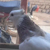 طوقی صرب کفتر صرب کله سینه نقش رنگی|پرنده|خانمیرزا, |دیوار