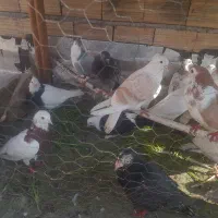 کبوتر رنگی همه مدل تکپر المانی|پرنده|دلند, |دیوار