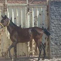 اسب|اسب و تجهیزات اسبسواری|اصفهان, عباسآباد|دیوار