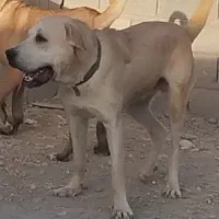 دو عدد سگ سرابی