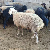 بره نر کبود جفت 75کیلو