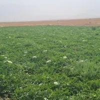 هندوانه گورخری|خوردنی و آشامیدنی|باغ ملک, |دیوار