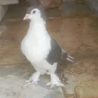 یک جفت کبوتررنگی