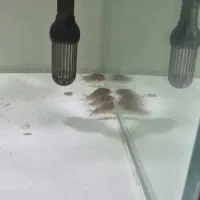 کوریدراس استربای