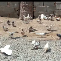 20عدد جوجه شاه کفتر