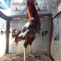خروس لاری|حیوانات مزرعه|رشت, شهرک صنعتی|دیوار