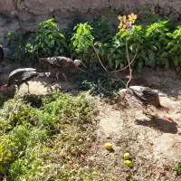 بوقلمون  محلی ۳عدد