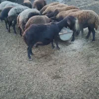 گوسفندهای آبستن|حیوانات مزرعه|تاتار علیا, |دیوار