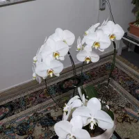 گل ارکیده|گل و گیاه طبیعی|تهران, جیحون|دیوار