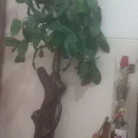 درخت مصنوعی|گل مصنوعی|مرودشت, ژیان|دیوار