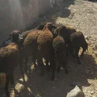 ۱۱عدده بره افشار سبک وزن