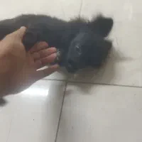 توله شیتزو چهارماهه|سگ|مسجد سلیمان, |دیوار