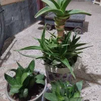 گل آلوورا وسانسوریا