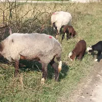 گوسفند دوقلوها با دو بره ماده وگوسفندابستن|حیوانات مزرعه|شیرگاه, |دیوار