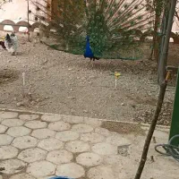 طاوس|پرنده|کهریزک, |دیوار